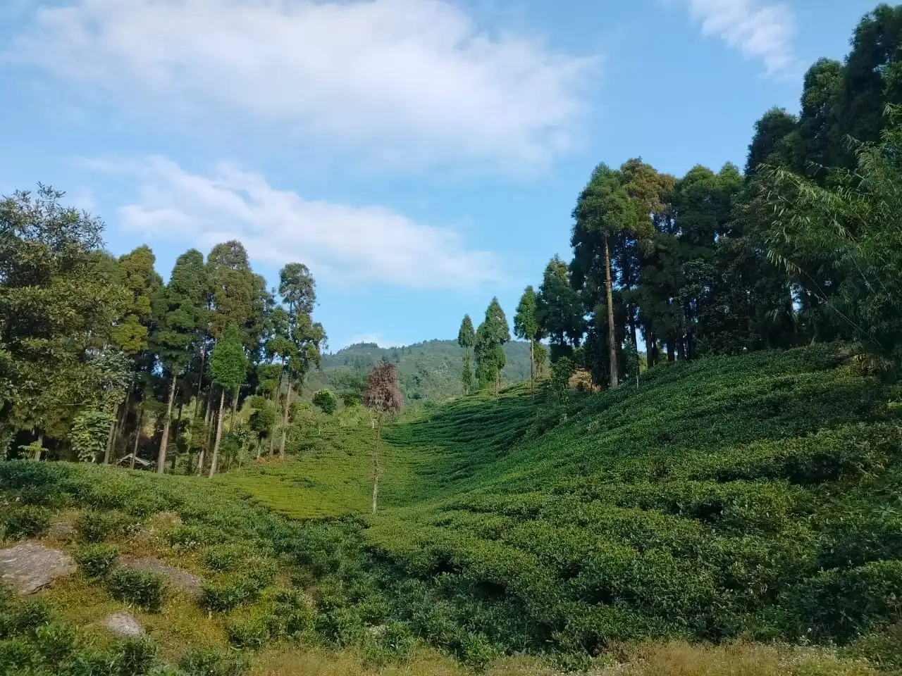 Meghbitan Homestay Sittong and the nature is playing together. Sittong meghbitan is the best place to stay in Sittong Panchapokhari region.